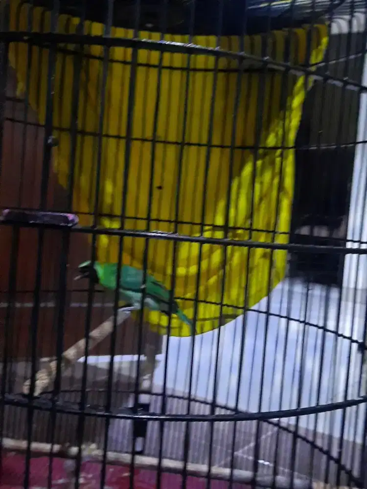 Murai batu gacor jalan lapangan