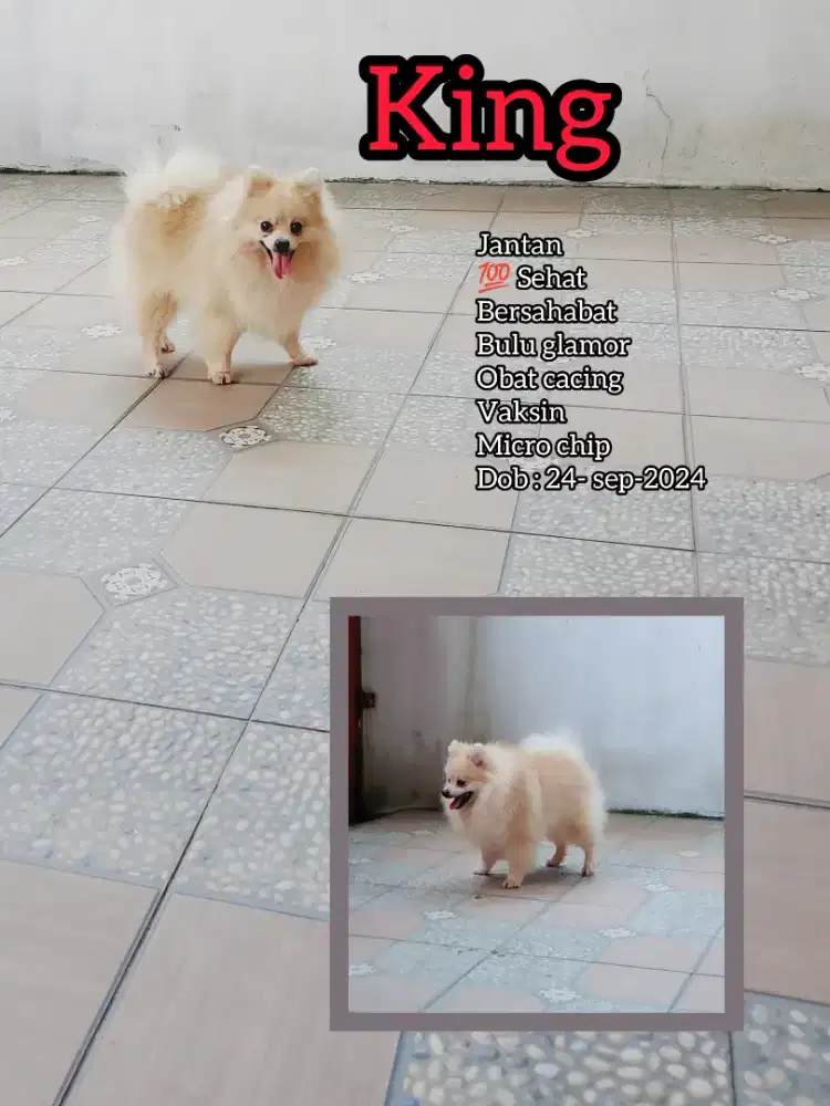 Pomerian asli, jantan,bulu glamor