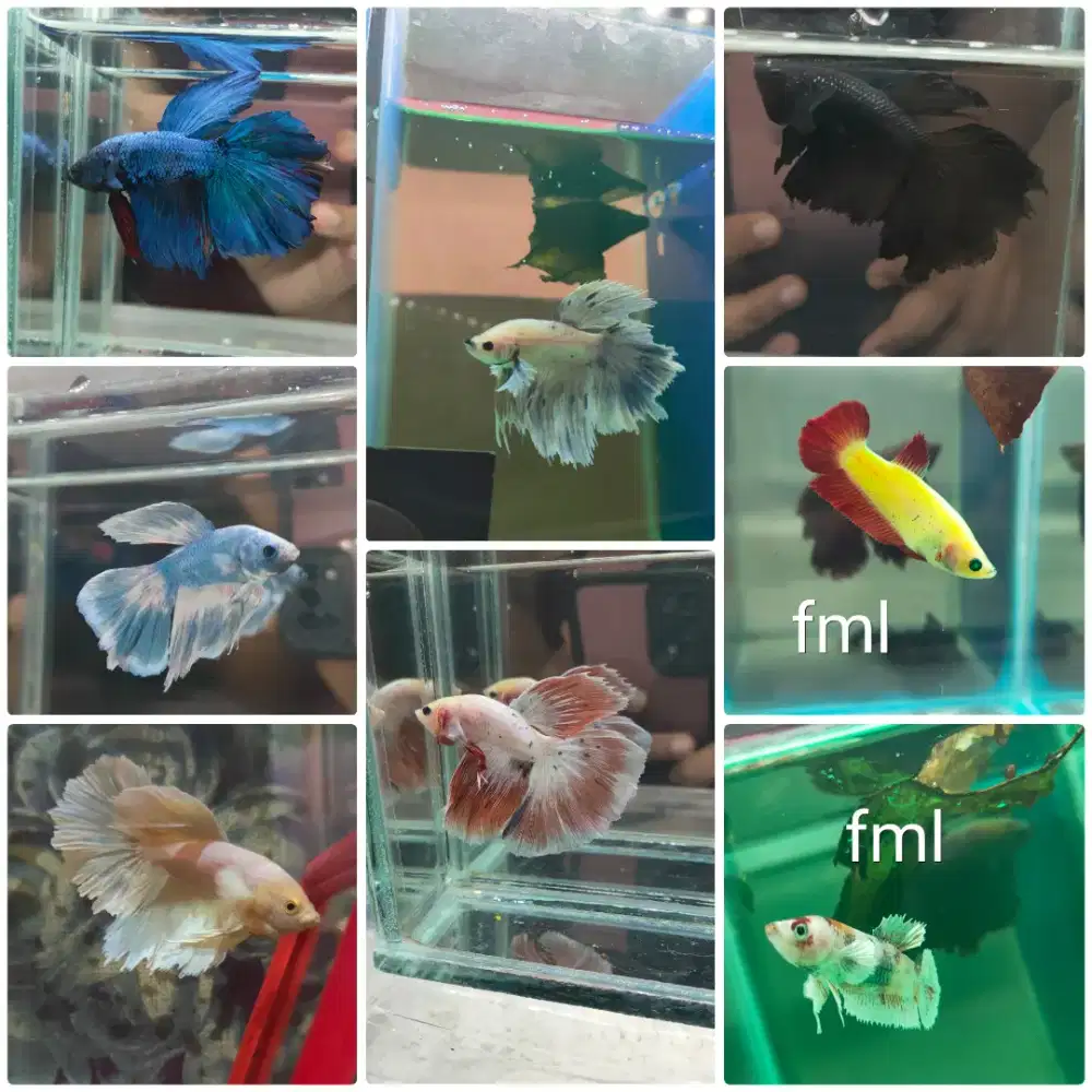 ikan cupang halfmoon