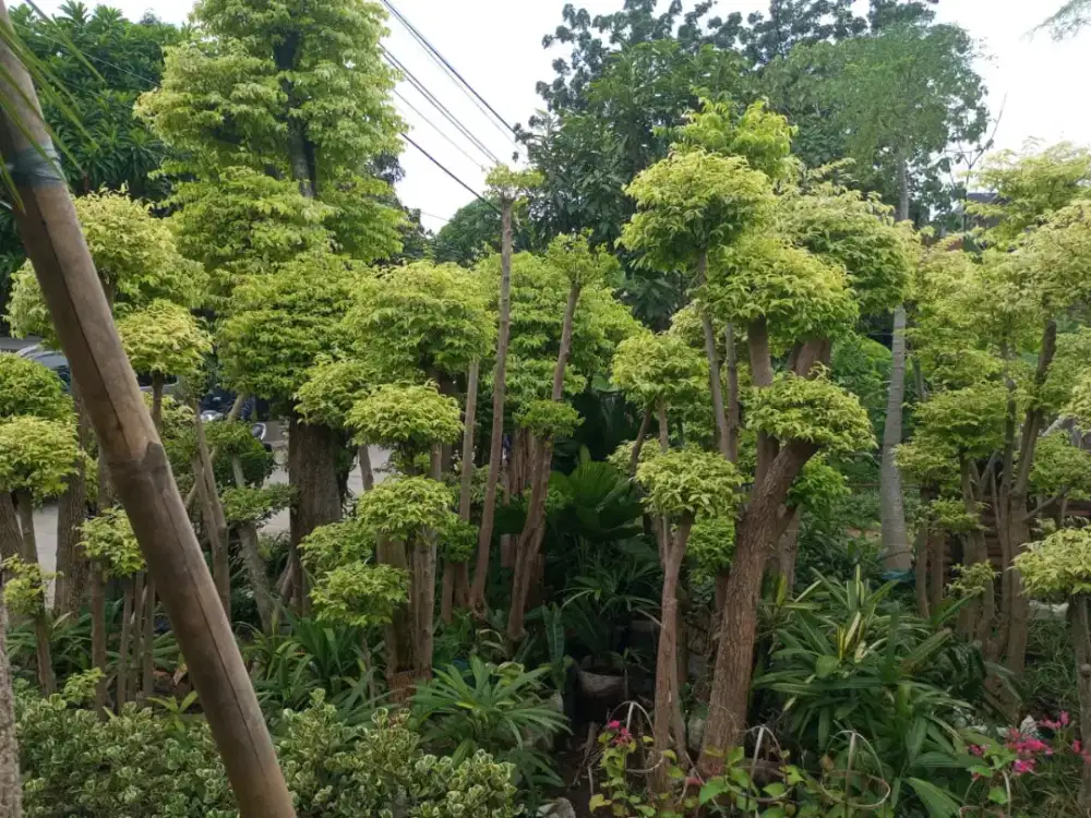 Tanaman Bonsai (Anting Putri)