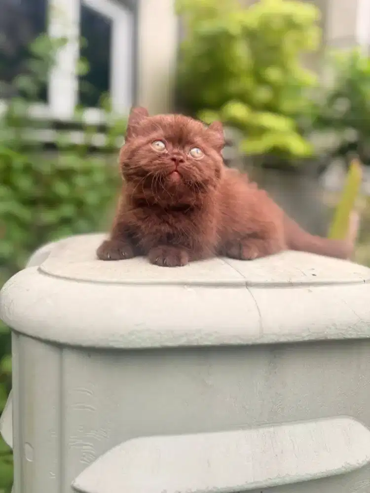 Bsh Munchkin cinamon kinkalow