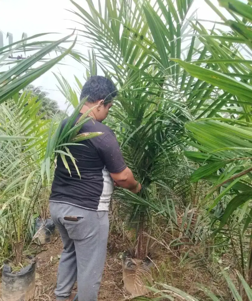 Bibit Sawit Usia 2 Tahun an