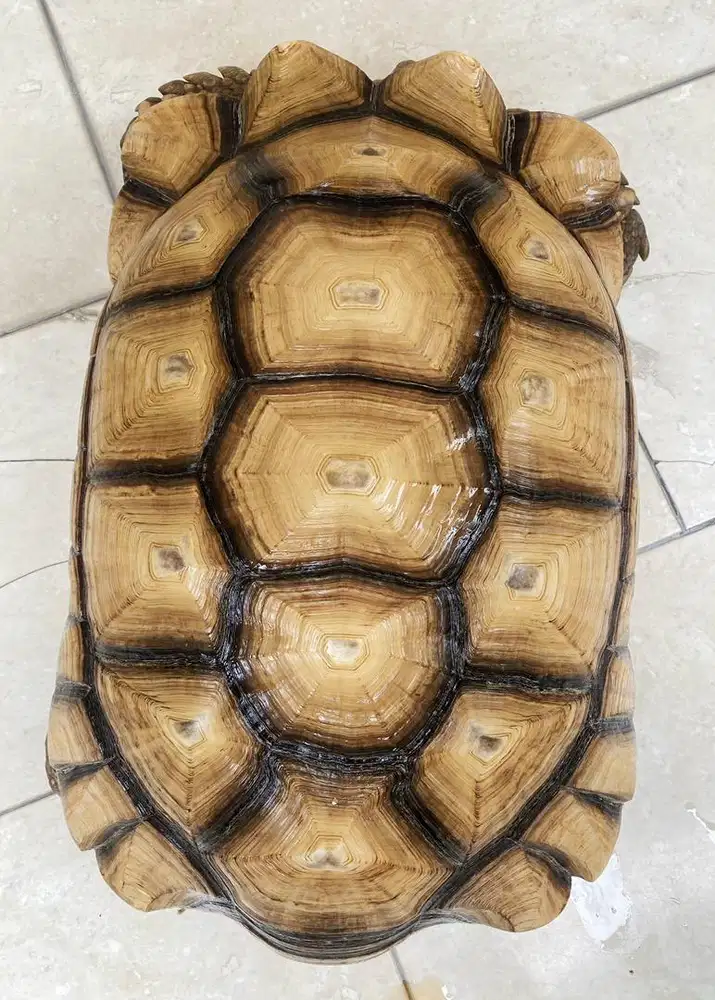 TURTLE SULCATA 3 EKOR