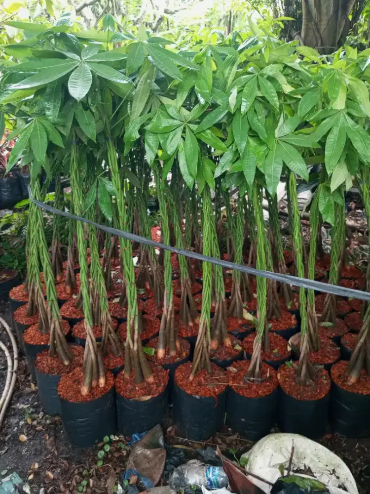 Tanaman hias pacira dan bonsai anting ( micro )