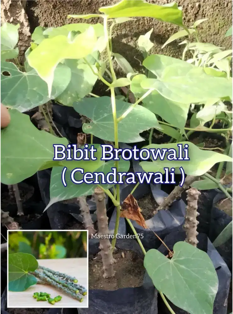 Bibit Brotowali /  Cendrawali