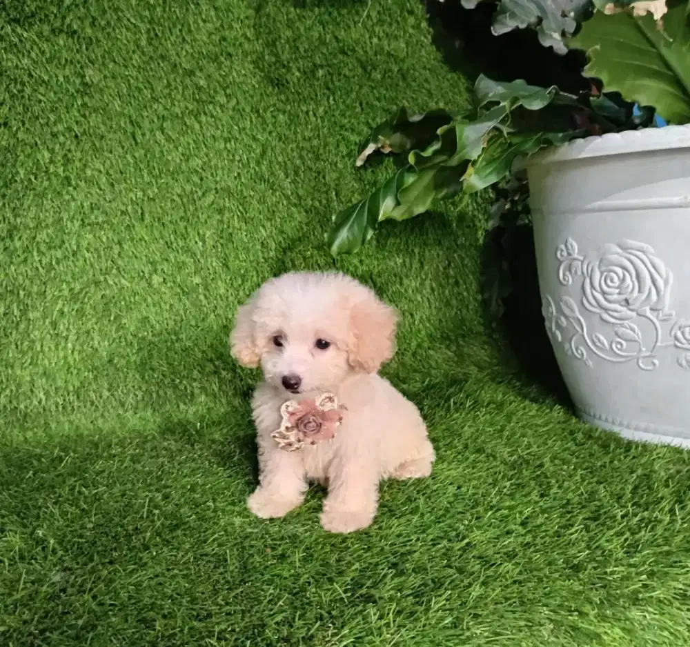 Poodle betina apricot kosongan
