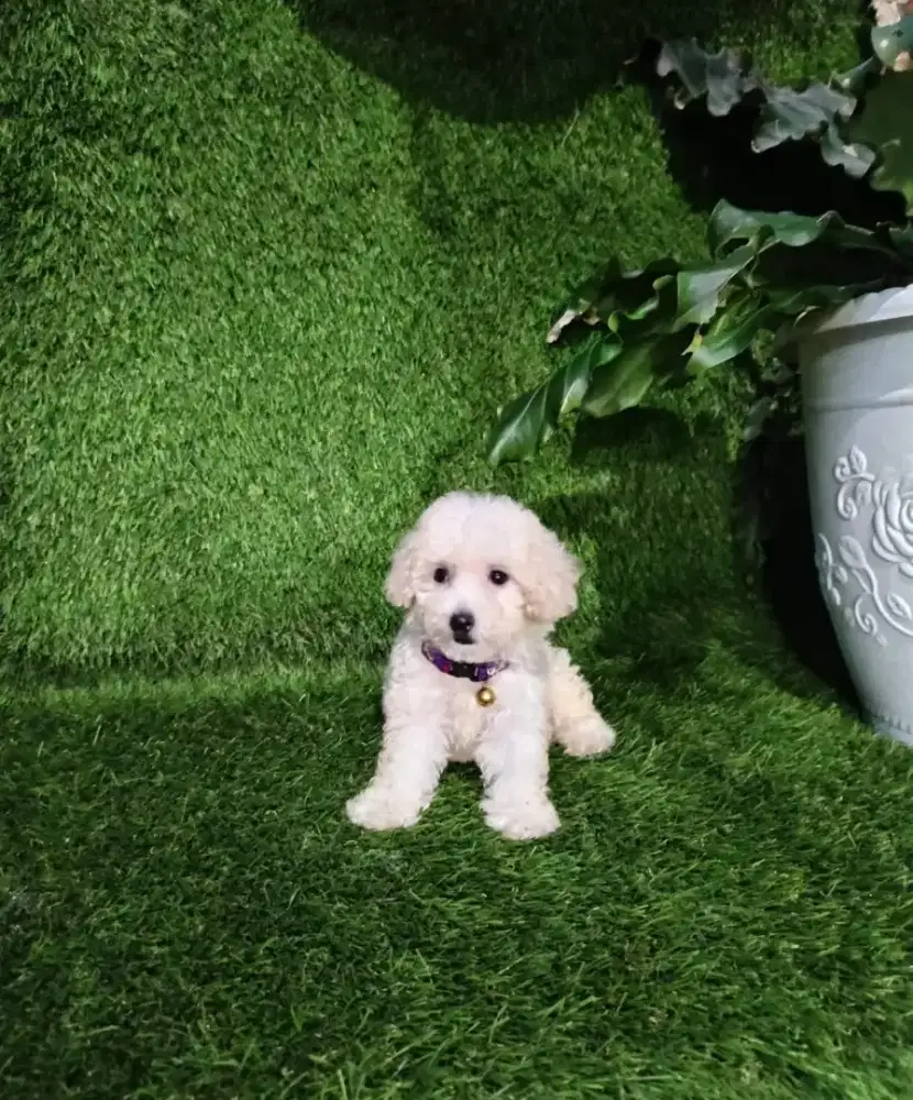 Poodle betina imut kosongan