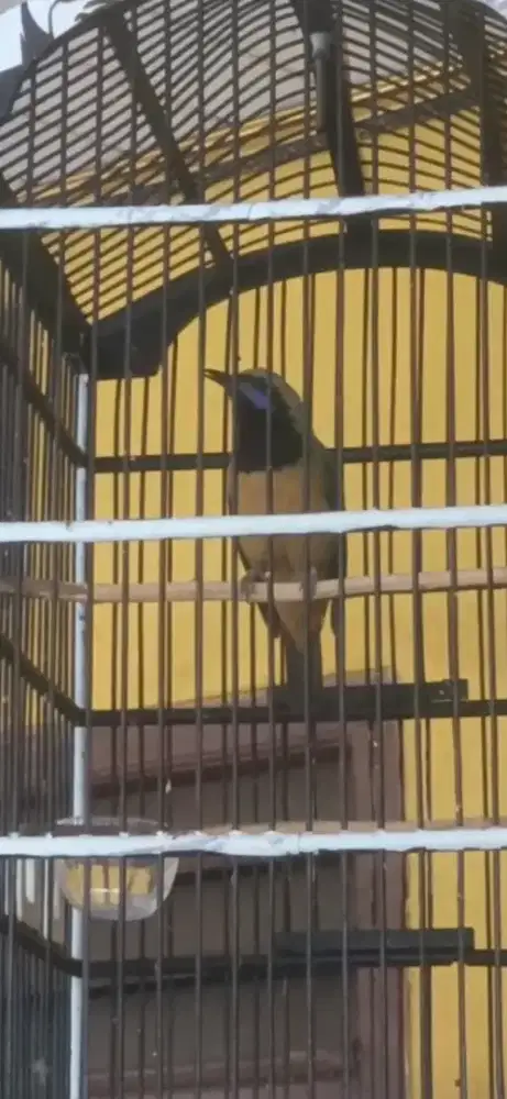 Cungko gazor fuullset