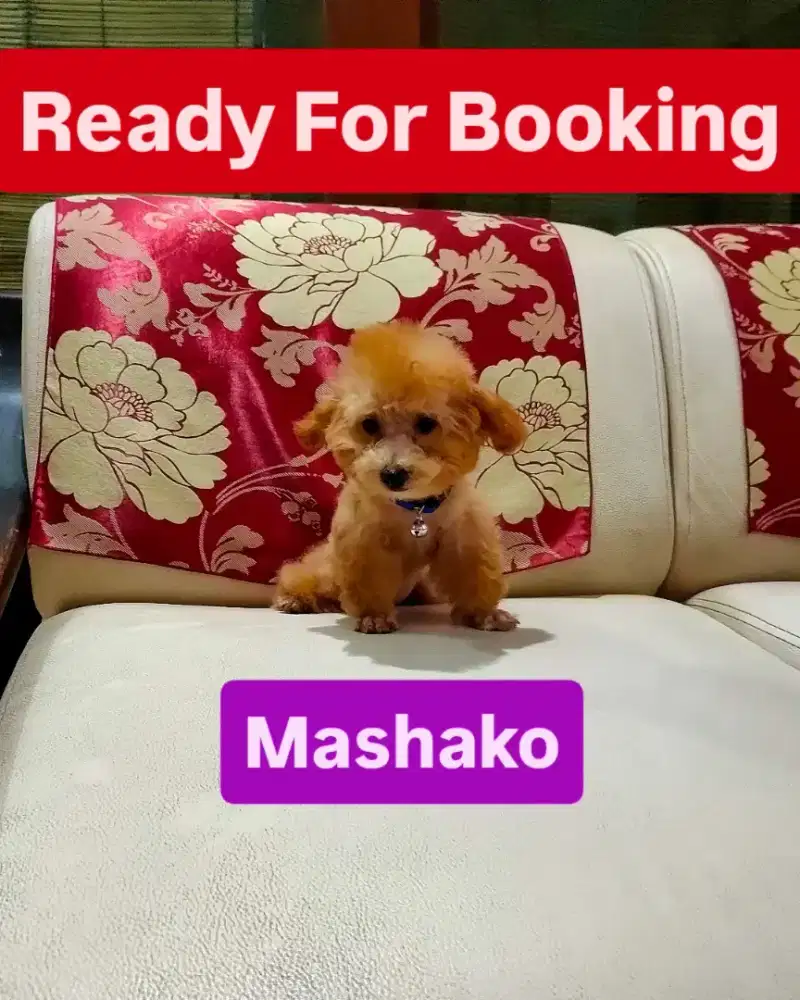 Female Red/Fawn Toy Poodle