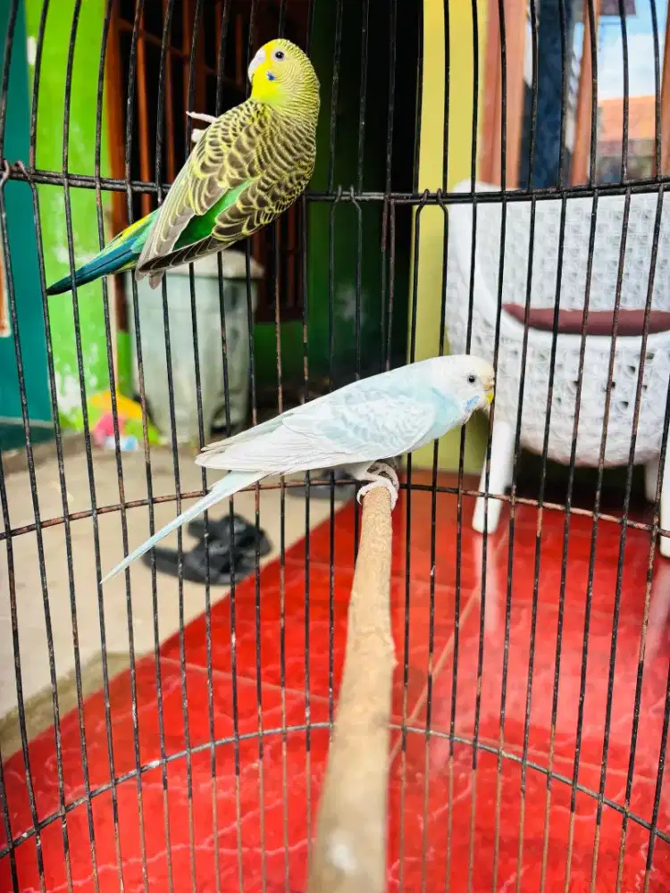 Parkit sepasang plus Kandang