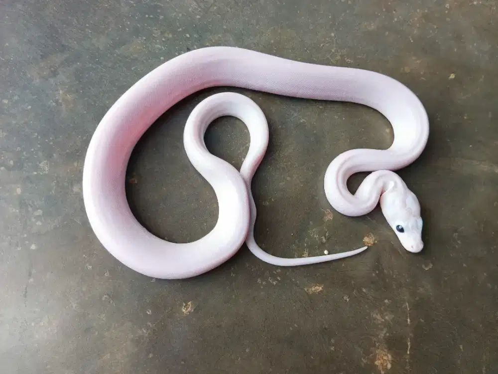 ULAR PUTIH CANTIK LUCY