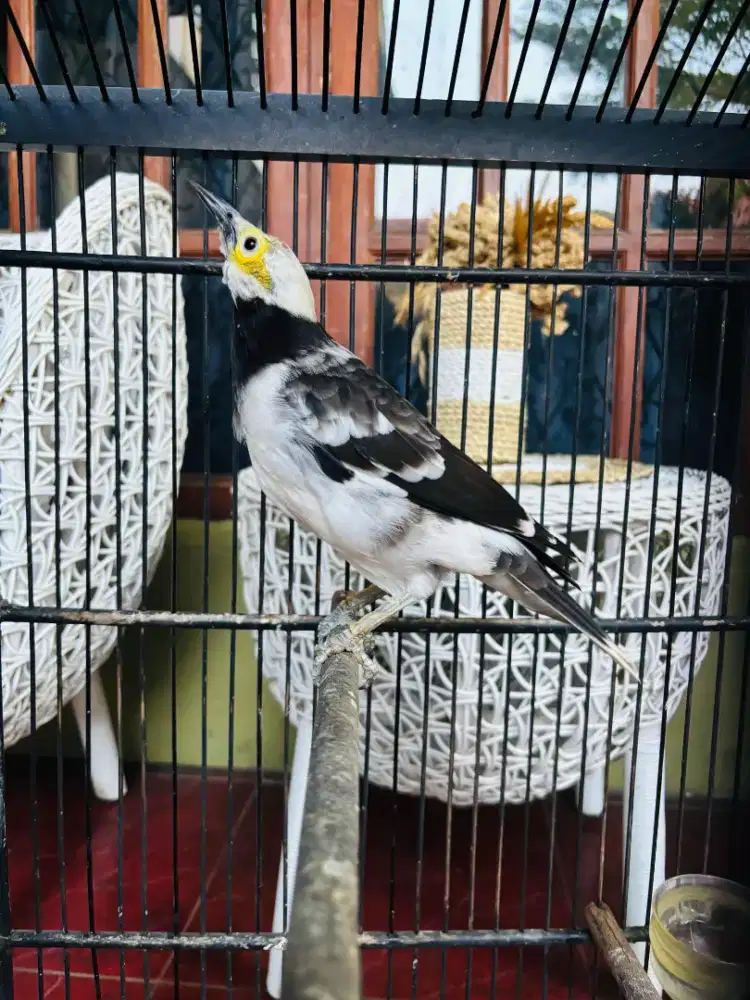 Jalak Hongkong Body Big