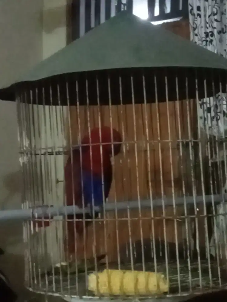 Burung Pemakan Bubur