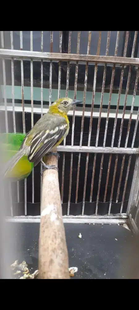 Cipow Daun sama kandang