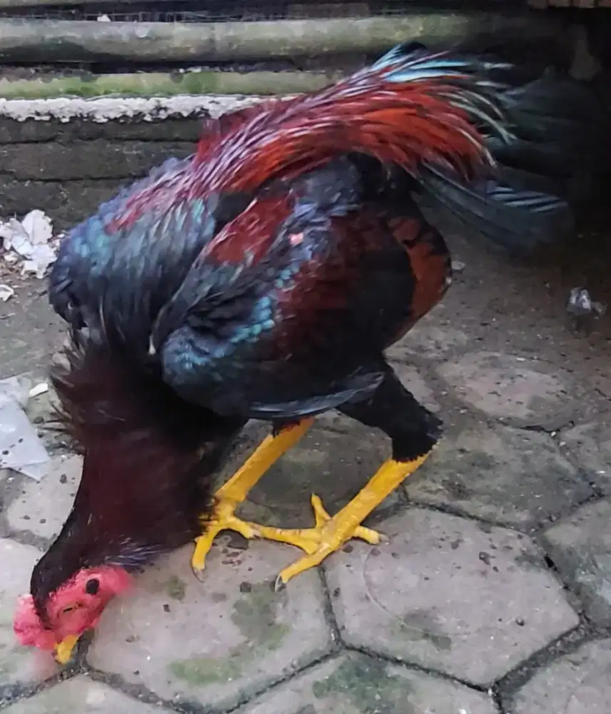 Ayam Pamangon Muda-1