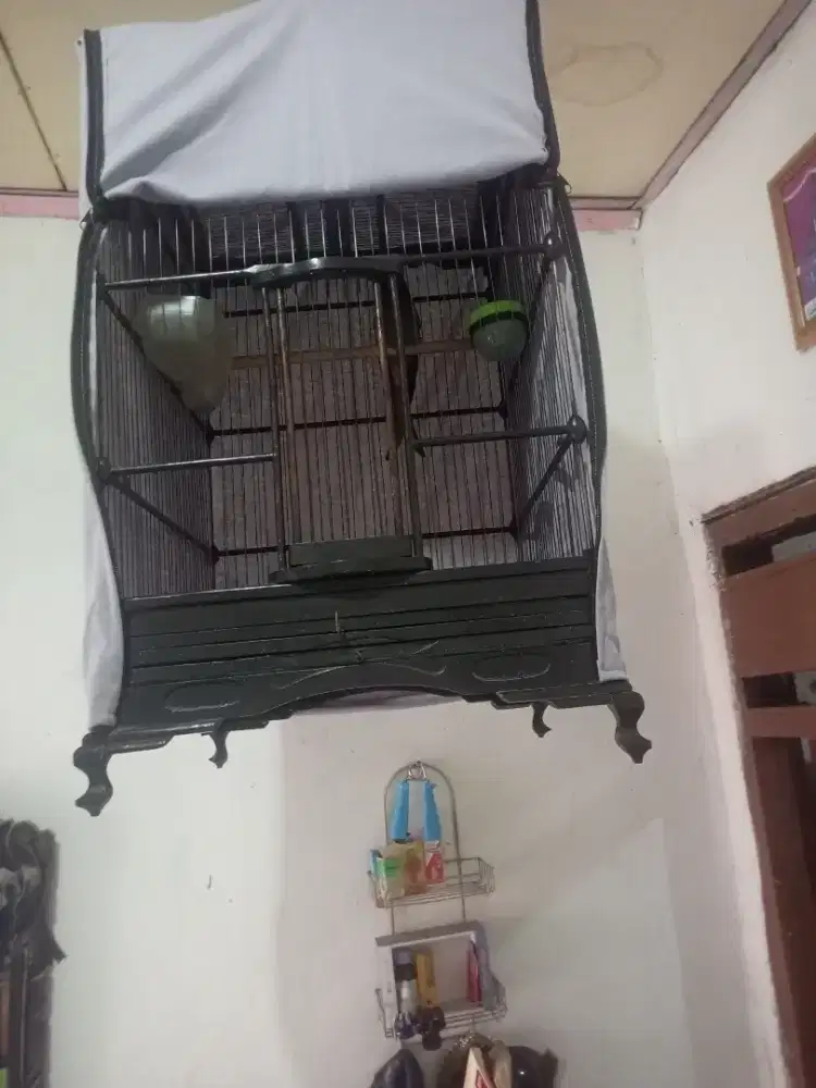 Sri gunting abu abu mata putih