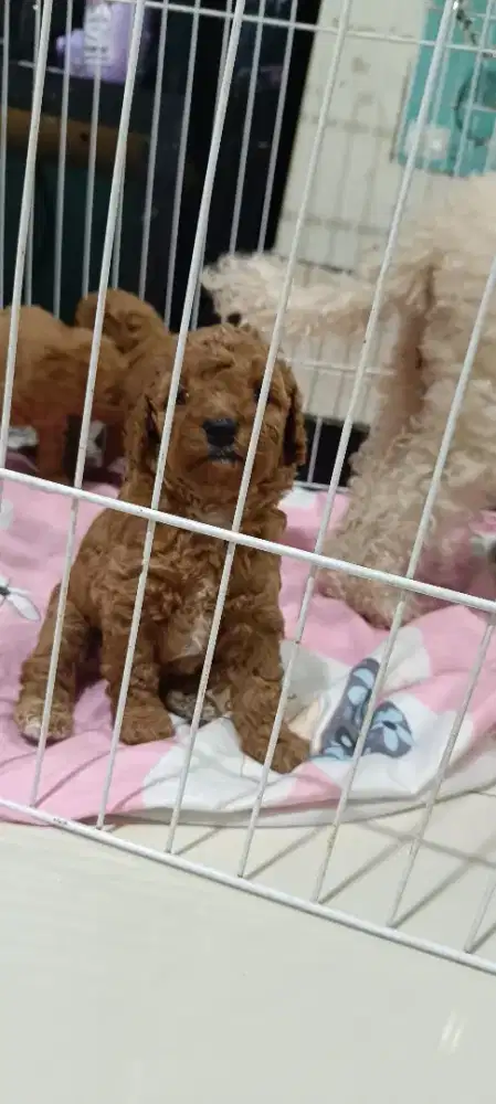 DIJUAL TOY POODLE
