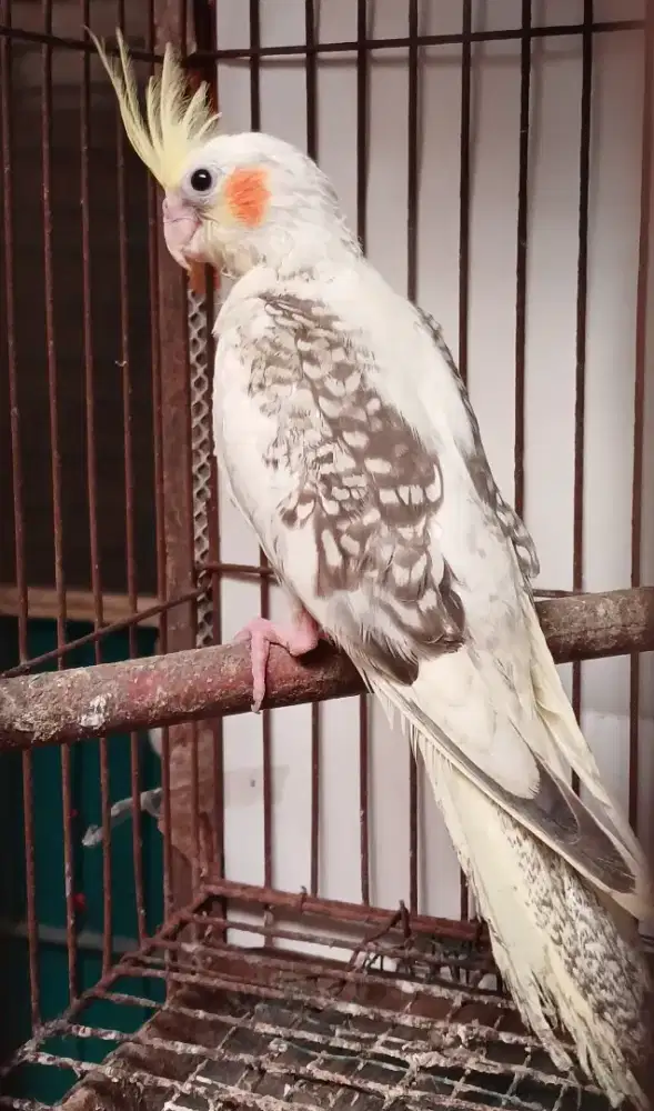 Burung falk cockateil