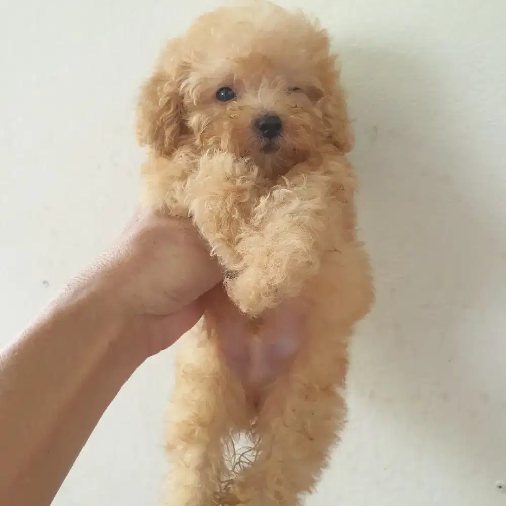 Poodle Toy Jantan Aprikot/ fawn 2 bulan