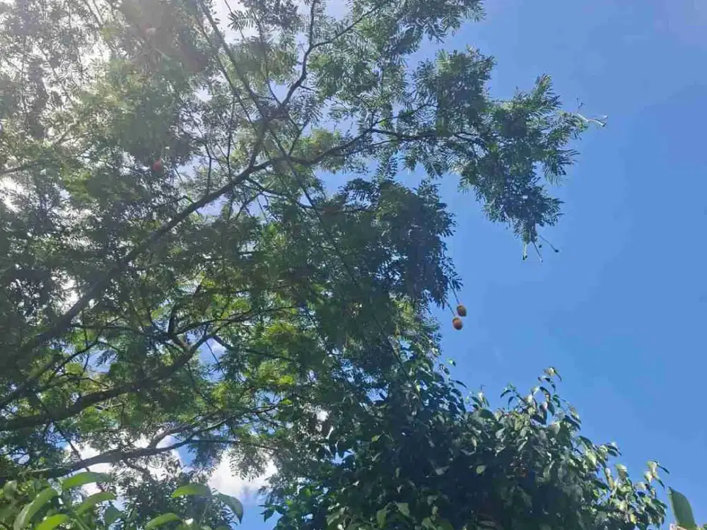 jual tanah murah LT 1250m, girik, akses jalur kabupaten