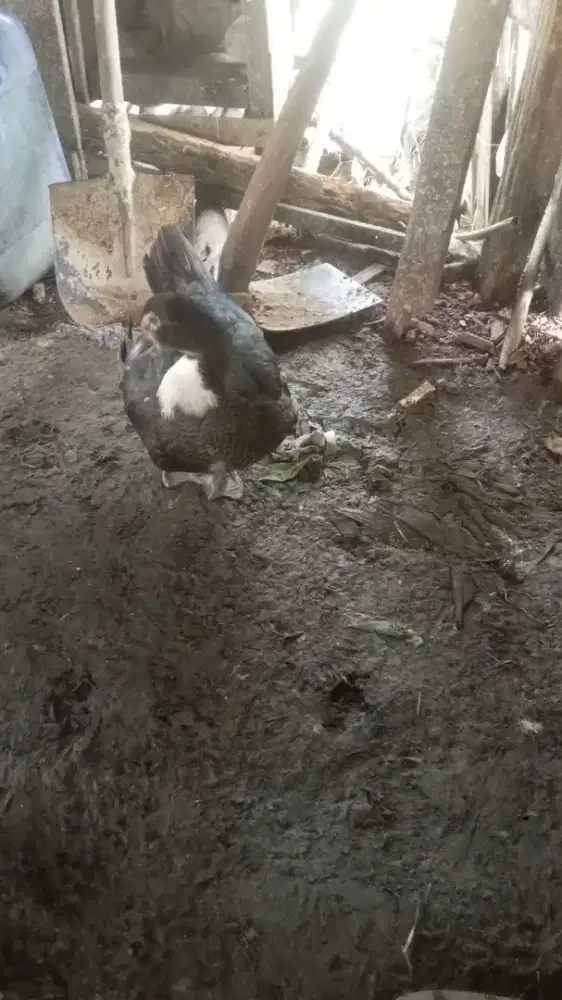 Dijual bagi yang hobi beternak entok atau itik saratai