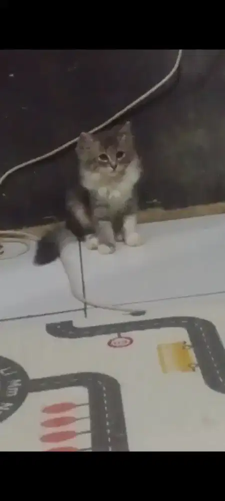 Kitten persia jantan