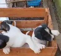 5 ekor anabul anakan anjing pitkam pitbull kampung 3 bln jinak lucu2