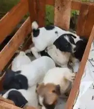 5 ekor anabul anakan anjing pitkam pitbull kampung 2 bln jinak lucu2