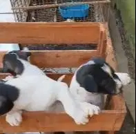 5 ekor anakan anjing pitkam pitbull kampung 2 bln jinak lucu rawatan