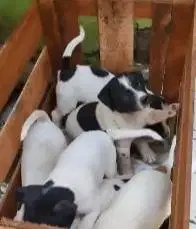 5 ekor anakan anjing pitkam pitbull kampung 2 bln jinak lucu rawatan