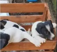 5 ekor anakan anjing jantan pitkam pitbul kampung 2 bln rawatan jinak