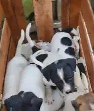 5 ekor anakan anjing jantan pitkam pitbul kampung 2 bln rawatan jinak