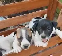 5 ekor anakan anjing pitkam jantan pitbul kampung 2 bulan jinak puas