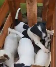 5 ekor anakan anjing pitkam jantan pitbul kampung 2 bulanan jinak puas