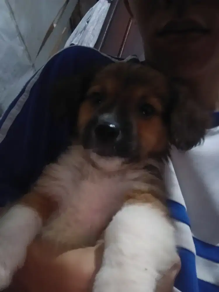 Dijual Puppy Anjing Jenis Corgi 2 Bulan Betina