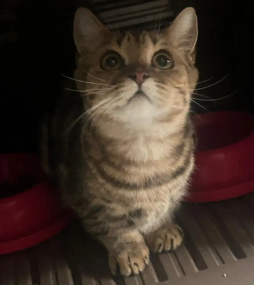 Kucing munchkin bsh british shorthair british short hair