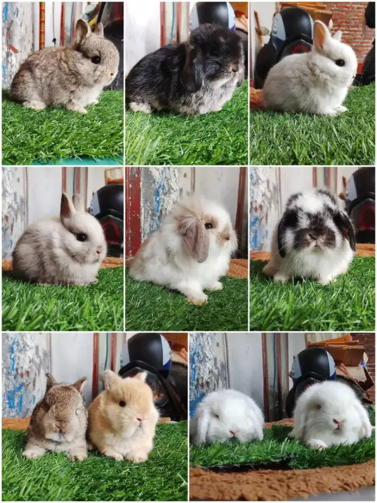 Peternakan kelinci jinak lucu