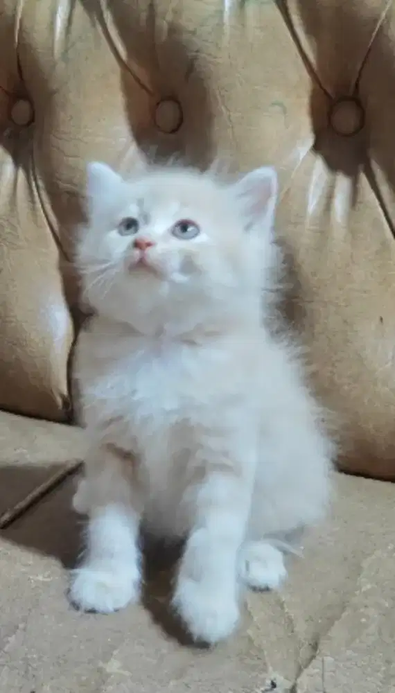 Kitten 7 Minggu lepas Adopt