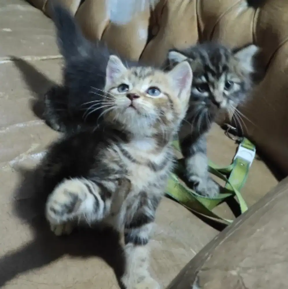 Kitten 7 Minggu lepas Adopt