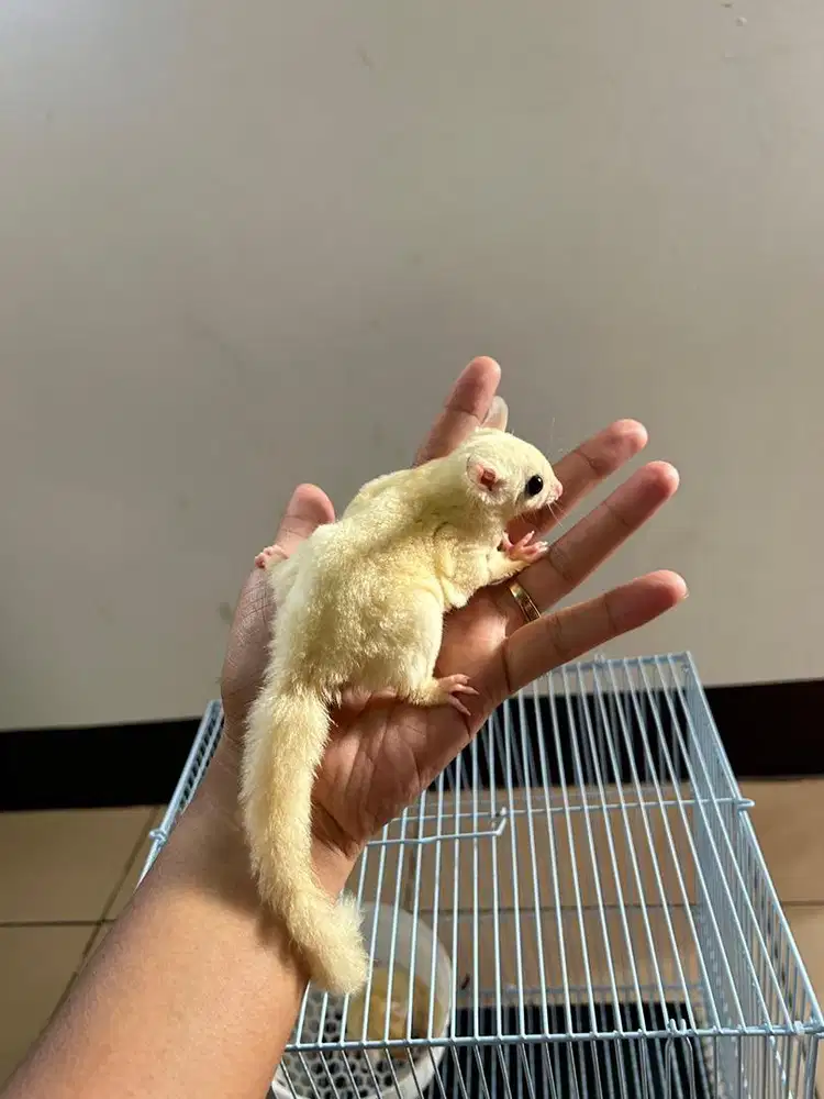 Sugar glider leucistik