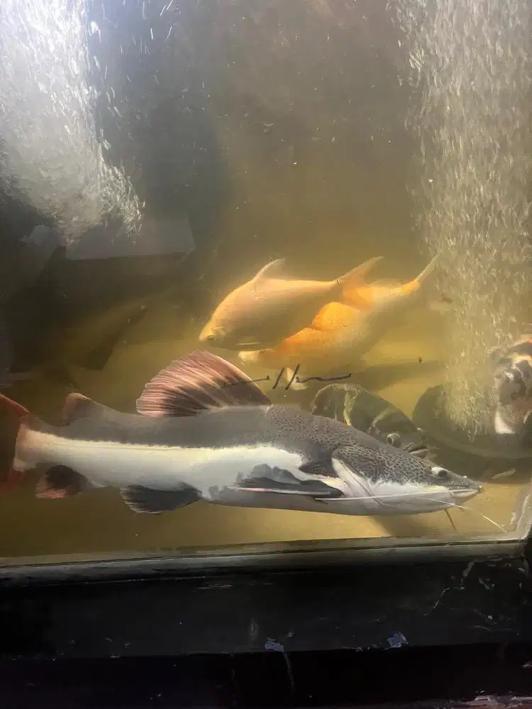 Ikan RTC jumbo 50 cm murah