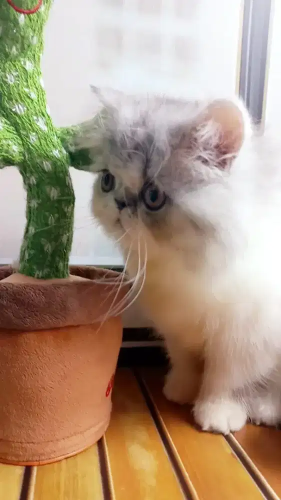 Urus kucing / penjaga kucing