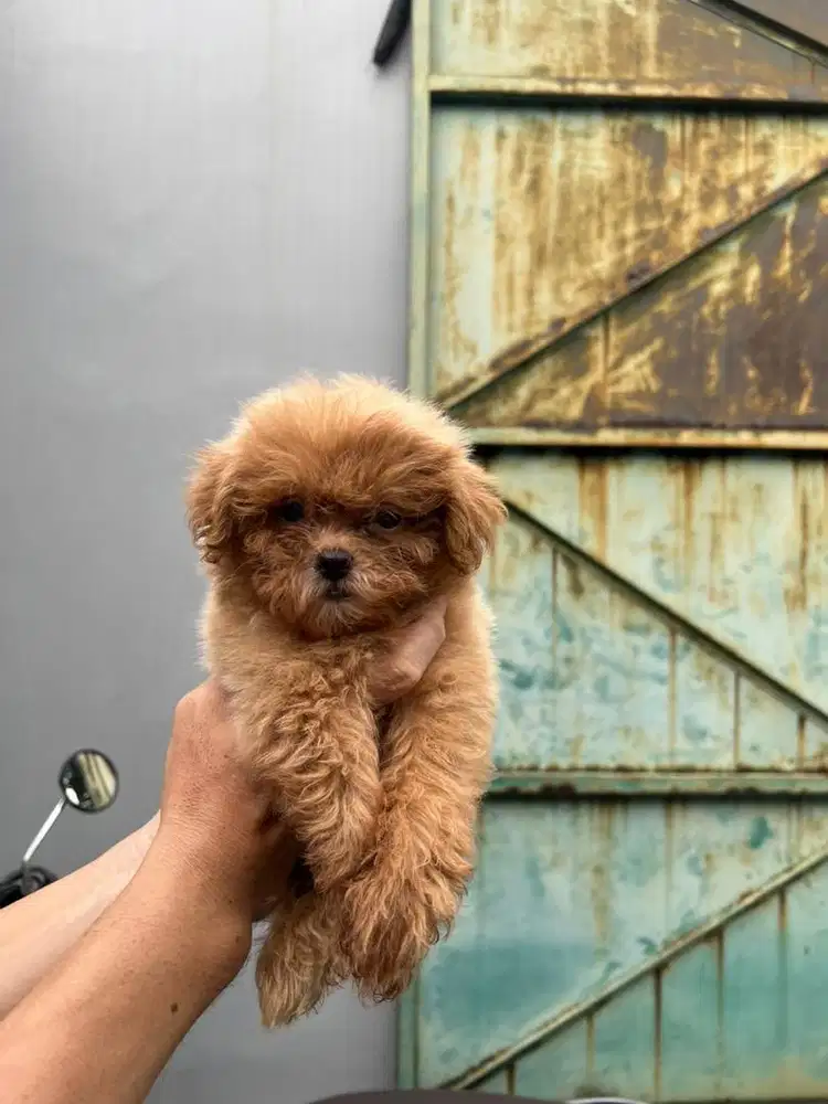 Maltipo jantan ready