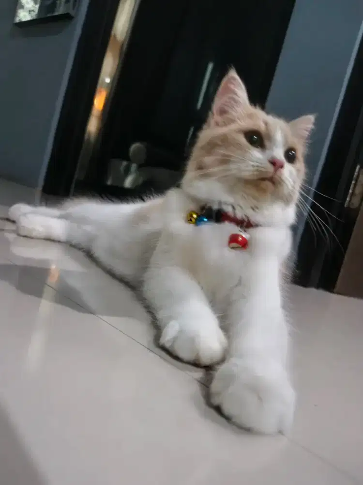 PERSIAN FLATNOSE BETINA