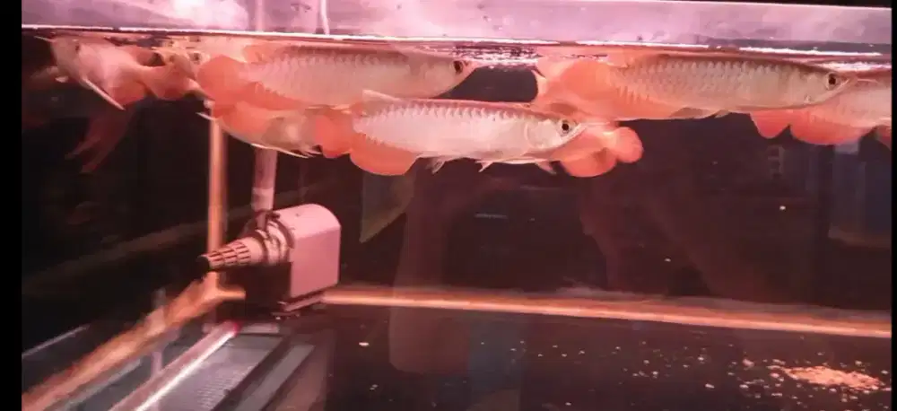 Arwana super red 15 cm