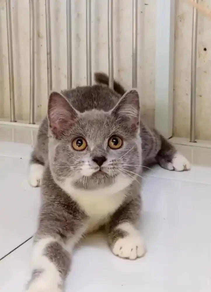 BSH BICO BLUE 5 BULAN