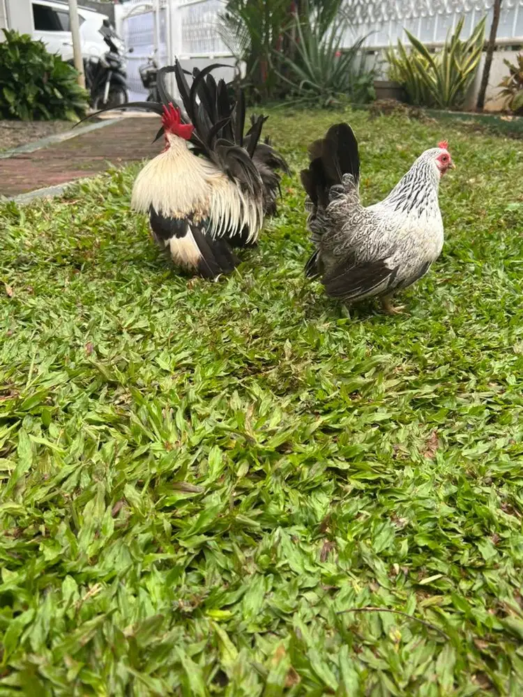 Ayam mini chabo benjarong sepasang produk jinak gacor