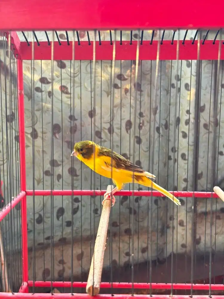 Kenari AF body long ring ternak