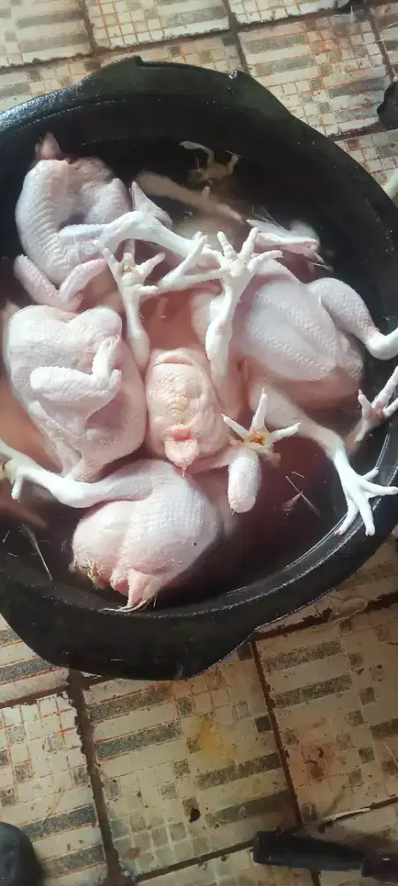 ayam UK 1kg siap kirim