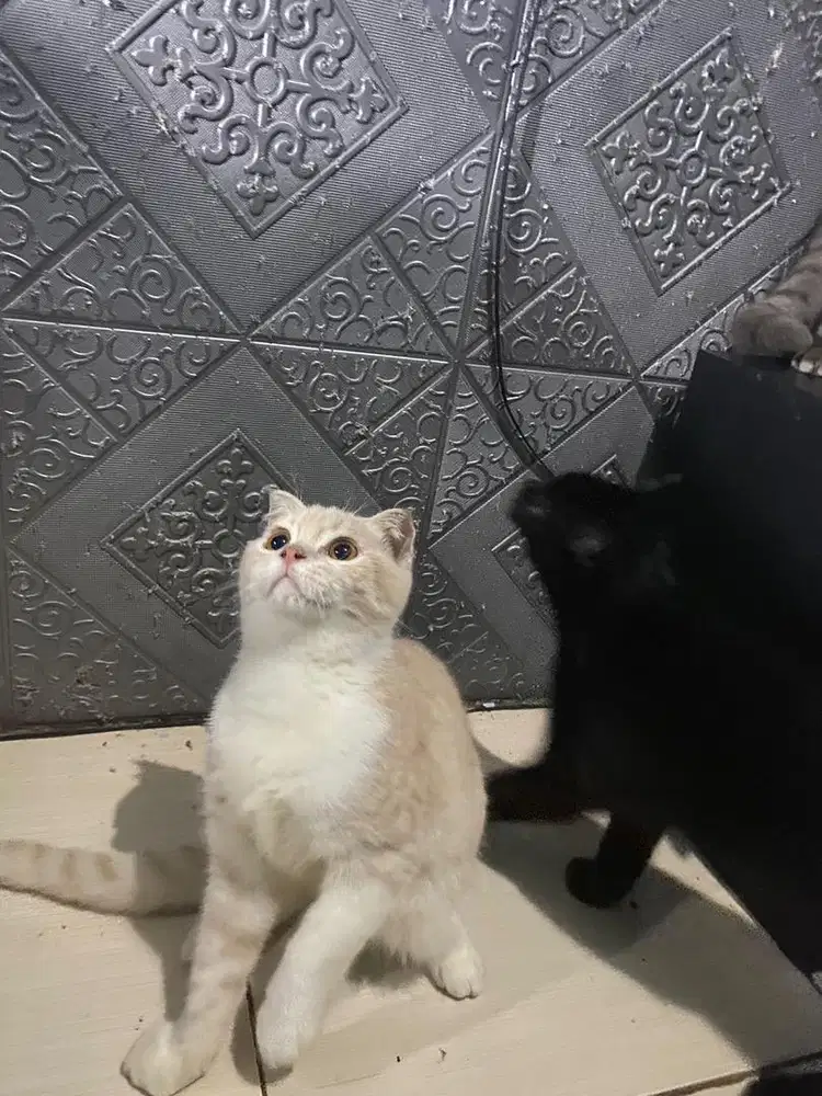 KUCING BSH X SCOOTISH